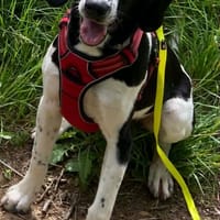 PANDA, chien à adopter
