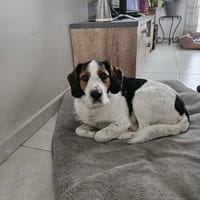 FIGARO, chien à adopter