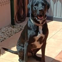 MILAGRO (MARTINA), chien à adopter