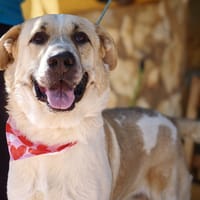 KAI (AIMAR), chien à adopter