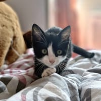 MOCHI, chatte à adopter