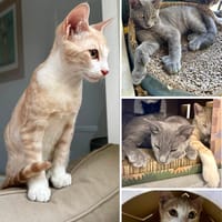 GRIZZLI & NOUGAT, chat à adopter