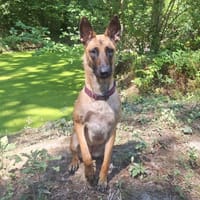 Bella, chienne à adopter