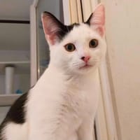Belle, chatte à adopter