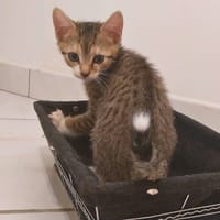 Berlioz, chat à adopter