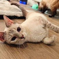 Blanche, chatte à adopter