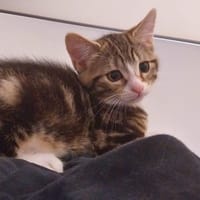 Bob, chat à adopter