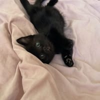 Baloo, chat à adopter
