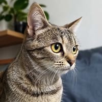 Jagódka, kotka do adopcji