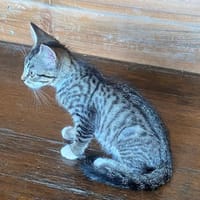 Biscoff, chat à adopter