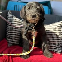 Marnie, Hündin zur Adoption