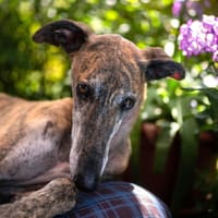Rayan1, der Sanfte, sucht Zuhause für immer - neue Fotos, Hund zur Adoption