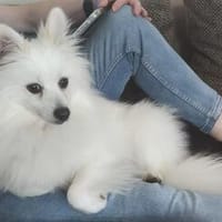Roni sucht seine Familie, Hund zur Adoption