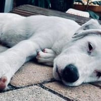 Welpe Bronko - cooler Typ, Hund zur Adoption