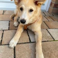 Welpe Enno sucht liebevolles Zuhause, Hund zur Adoption