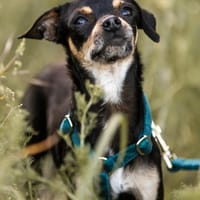 Pflegehund Paulo wartet in 49324 Melle, Hund zur Adoption