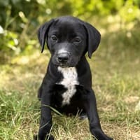 Opal -Kleiner Entdecker auf der Suche nach seiner Familie!, Hund zur Adoption