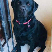 Hurry, Hund zur Adoption