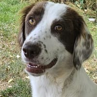 Snow White, Hündin zur Adoption