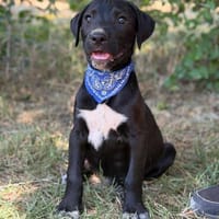 Jasper -Kleiner Entdecker sucht liebevolles Zuhause!, Hund zur Adoption