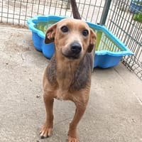 Lulu, liebenswete Hündin sucht ihr Glück, Hündin zur Adoption