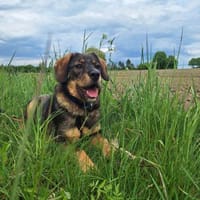 Lenny, lieb, sensibel 🍀 (E), Hund zur Adoption