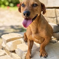Archie (Abner) -Sensibler Rüde sucht Liebe und Geborgenheit!, Hund zur Adoption