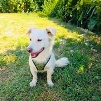 Kokonimix Theo sucht Zuhause, Hund zur Adoption