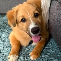 Zarte Seele Nelly, Hündin zur Adoption