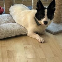 Aiden kleiner 30cm Rüde 1 Jahr alt, sucht sein Zuhause, Hund zur Adoption