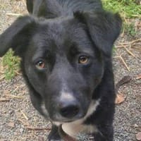 FELIX sucht ein liebevolles Zuhause, Hund zur Adoption
