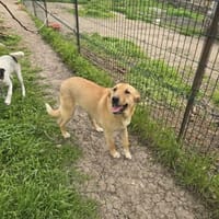 Sunny, Hündin zur Adoption