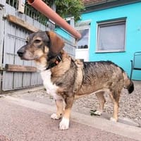 Milica sucht ihre Menschen, Hündin zur Adoption