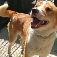 Pablo sucht nach Liebe, Hund zur Adoption