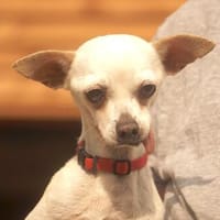 Bella - Chihuahua Seniorin sucht, Hündin zur Adoption