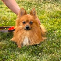 Umgänglicher Leo sucht Familie, Hund zur Adoption