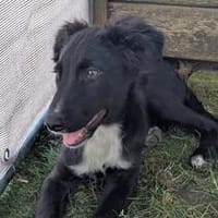 Dila - die verschmuste und verträgliche Hündin, Hündin zur Adoption
