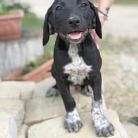 Flint-Fröhlicher kleiner Entdecker sucht sein Für-immer-Zuha, Hund zur Adoption