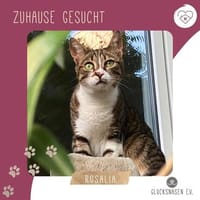 Katze Rosalia sucht ihr neues Zuhause, Katze zur Adoption