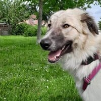 Liesa sucht ihr großes Glück, Hündin zur Adoption