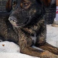 Bruno - der liebevolle Beschützer, Hund zur Adoption