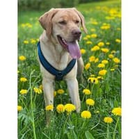 Mailo - Notfall: wartet in 92342 Freystadt, Hund zur Adoption