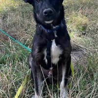 Herbie von kettenlos, Hund zur Adoption