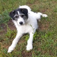 Sanfte Nele🌺 sucht liebevolles Zuhause, Hündin zur Adoption
