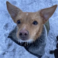 Emma, Hündin zur Adoption