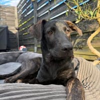 Dobby ist bereit für sein eigenes Zuhause, Hund zur Adoption