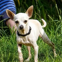 Blanca - Chihuahua Seniorin sucht, Hündin zur Adoption