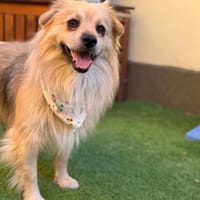 Junghund Oskar wartet auf Bewerbungen, Hund zur Adoption
