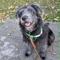 Fritte von kettenlos, Hündin zur Adoption