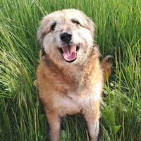Süße Bessy🌺 sucht relaxtes Zuhause, Hündin zur Adoption